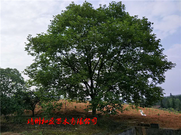 柿子樹(shù)