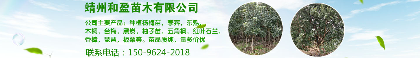 靖州和盈苗木有限公司  3456789公分楊梅樹、嫁接楊梅苗；板栗樹、柚子樹、枇杷樹、金秋梨樹苗、黑老虎、臍橙、柑橘樹苗、桃樹、五角楓、紅楓、大櫻桃樹