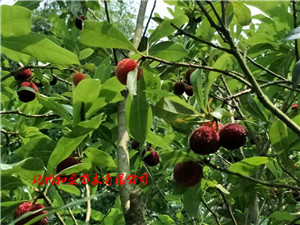 靖州和盈苗木有限公司-靖州縣斷根及移栽楊梅樹(shù)苗、桂花樹(shù)、柚子樹(shù)（黃金貢柚、紅心柚、沙田柚）、黃桃樹(shù)、大五星枇杷樹(shù)、美國(guó)紅楓、紅葉石楠