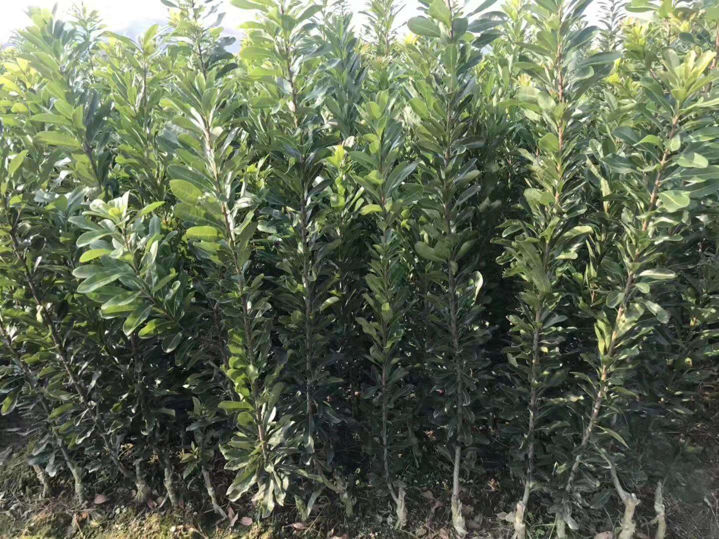 靖州和盈苗木有限公司-靖州縣斷根及移栽楊梅樹(shù)苗、桂花樹(shù)、柚子樹(shù)（黃金貢柚、紅心柚、沙田柚）、黃桃樹(shù)、大五星枇杷樹(shù)、美國(guó)紅楓、紅葉石楠