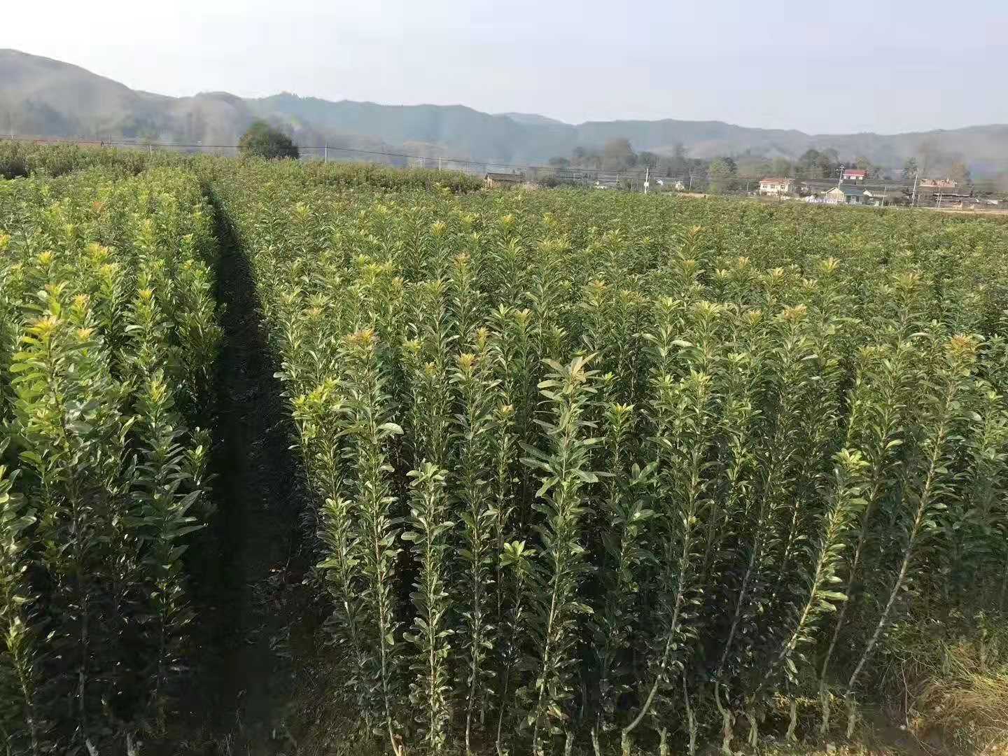 靖州和盈苗木有限公司-靖州縣斷根及移栽楊梅樹(shù)苗、桂花樹(shù)、柚子樹(shù)（黃金貢柚、紅心柚、沙田柚）、黃桃樹(shù)、大五星枇杷樹(shù)、美國(guó)紅楓、紅葉石楠