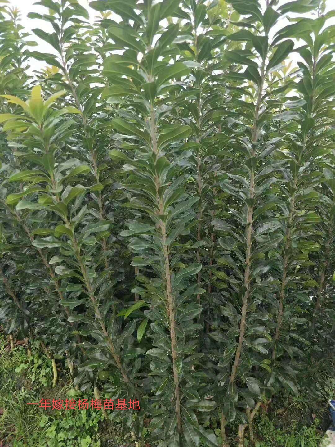 靖州和盈苗木有限公司-靖州縣斷根及移栽楊梅樹(shù)苗、桂花樹(shù)、柚子樹(shù)（黃金貢柚、紅心柚、沙田柚）、黃桃樹(shù)、大五星枇杷樹(shù)、美國(guó)紅楓、紅葉石楠