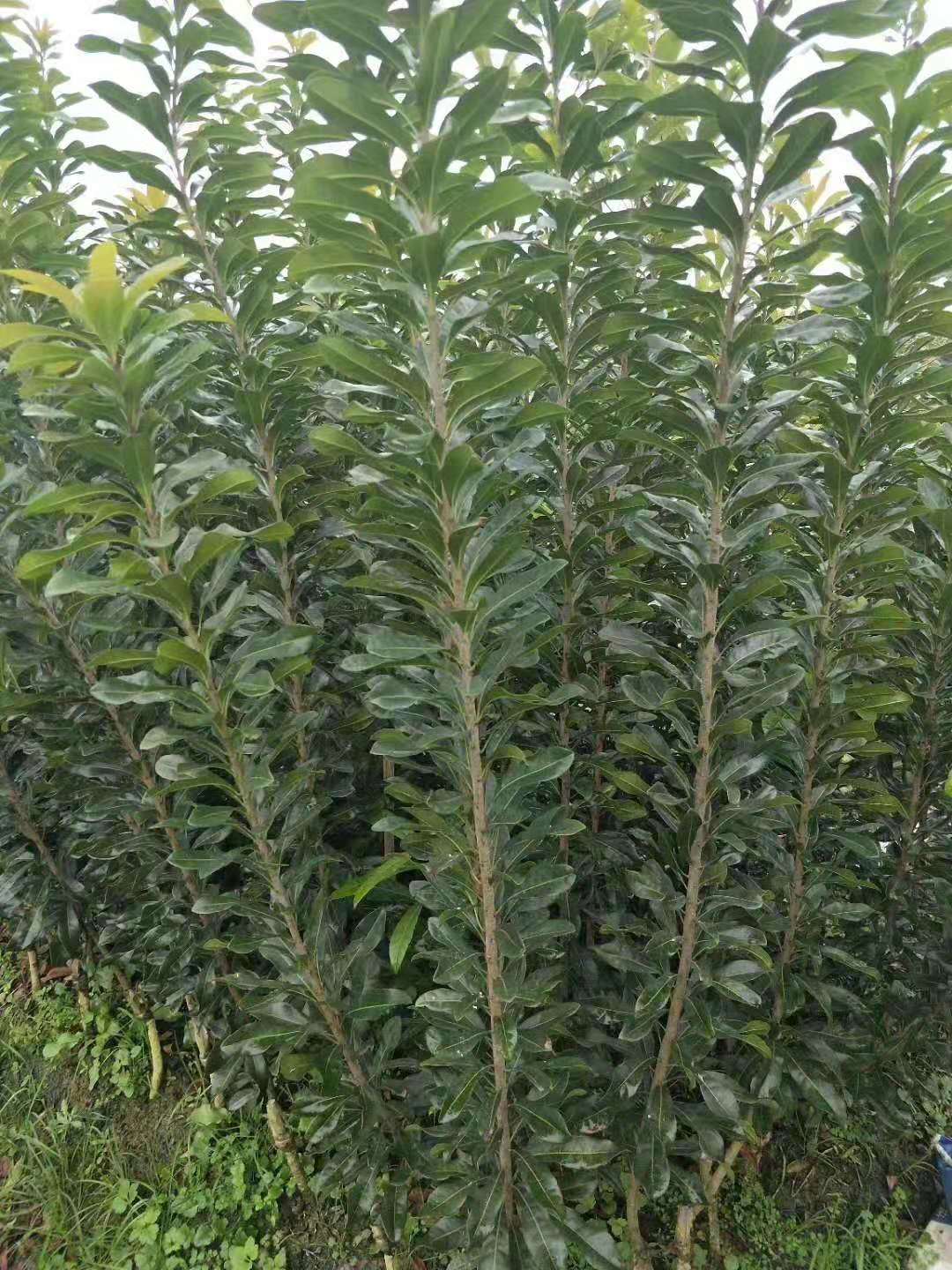 靖州和盈苗木有限公司-靖州縣斷根及移栽楊梅樹(shù)苗、桂花樹(shù)、柚子樹(shù)（黃金貢柚、紅心柚、沙田柚）、黃桃樹(shù)、大五星枇杷樹(shù)、美國(guó)紅楓、紅葉石楠