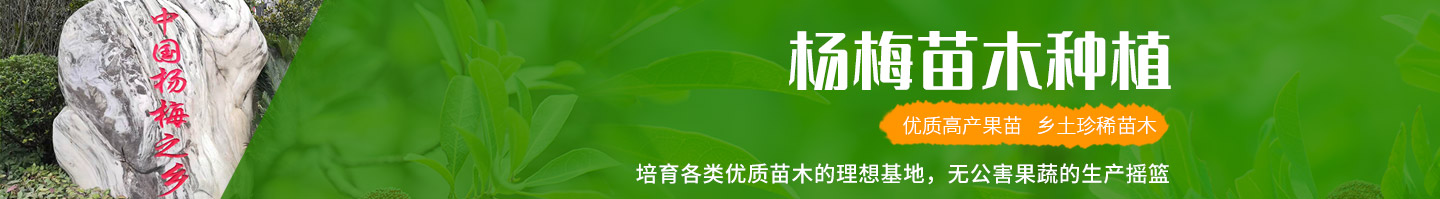 靖州和盈苗木有限公司-靖州縣斷根及移栽楊梅樹苗、桂花樹、柚子樹（黃金貢柚、紅心柚、沙田柚）、黃桃樹、大五星枇杷樹、美國紅楓、紅葉石楠、