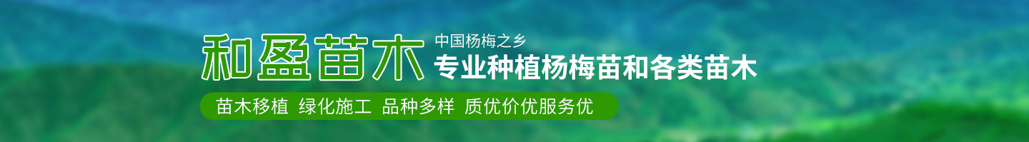 靖州和盈苗木有限公司-靖州縣斷根及移栽楊梅樹苗、桂花樹、柚子樹（黃金貢柚、紅心柚、沙田柚）、黃桃樹、大五星枇杷樹、美國紅楓、紅葉石楠、