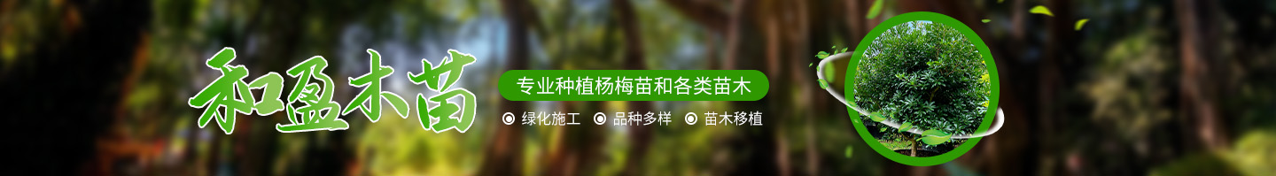 靖州和盈苗木有限公司-靖州縣斷根及移栽楊梅樹苗、桂花樹、柚子樹（黃金貢柚、紅心柚、沙田柚）、黃桃樹、大五星枇杷樹、美國紅楓、紅葉石楠、